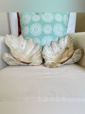 Matching PAIR Tridacna Gigas Large Natural Clam Shells Complete HEAVY 10.5”